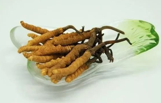 天河虫草回收网