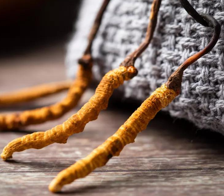 石排高价虫草回收商家