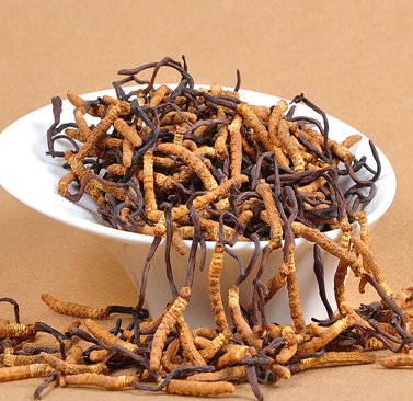 石排虫草回收价格