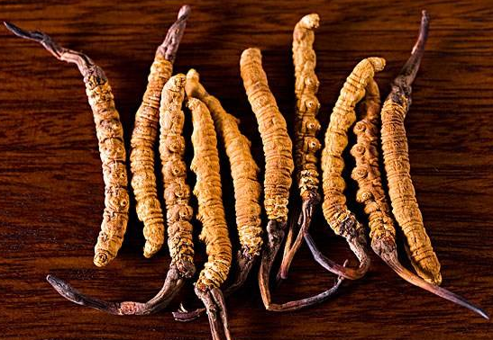 深圳虫草回收网