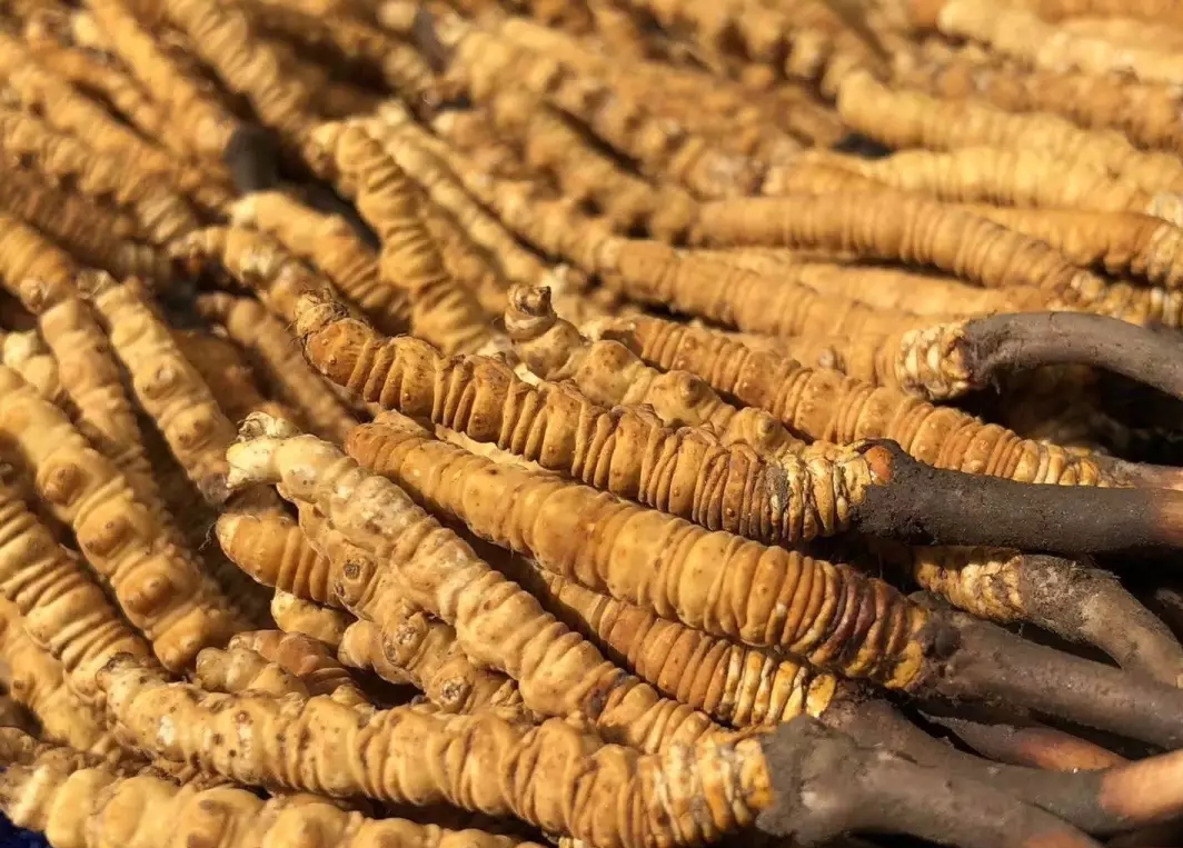 龙岗上门礼品回收