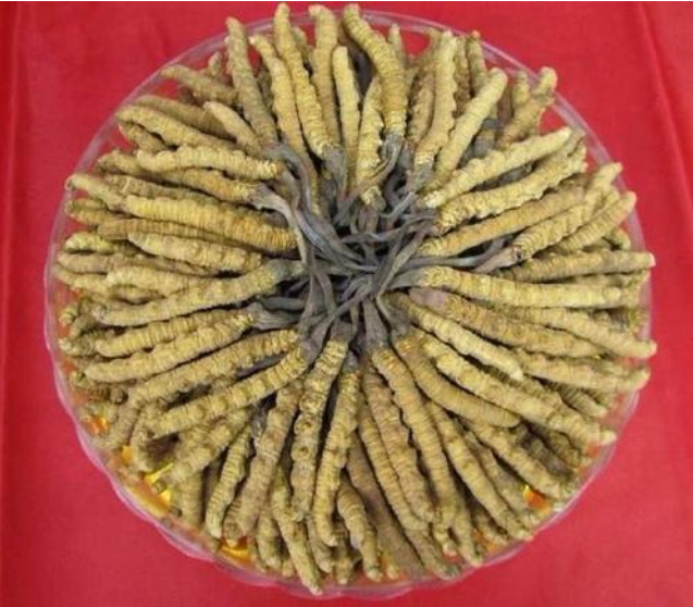 惠州上门虫草回收商家