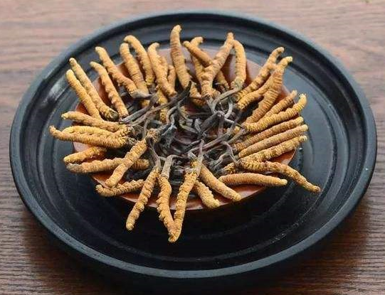 谢岗虫草回收每斤多少钱