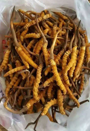 寮步虫草回收多少钱一斤