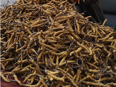 望牛墩虫草回收价格