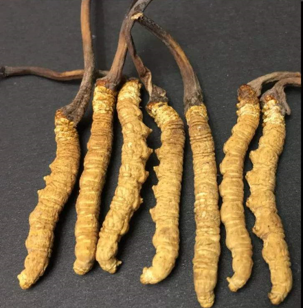 连平虫草回收一般多少钱一克