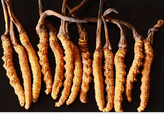 河源虫草回收商家电话多少