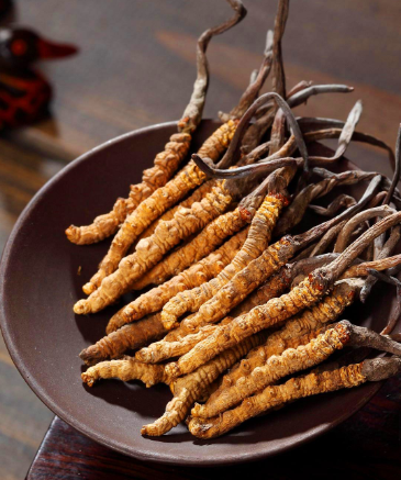 清新虫草回收价格一路上涨