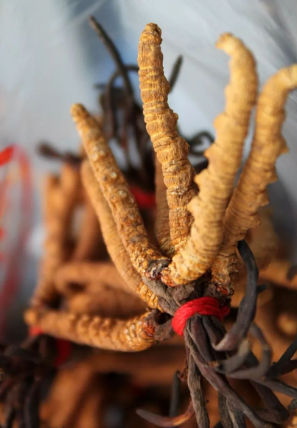 佛冈虫草回收高价