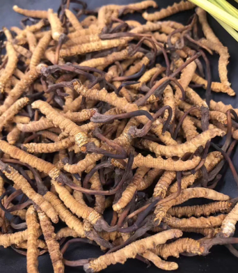 清远上门虫草回收商家