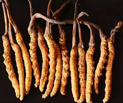 中山虫草回收哪里价格高