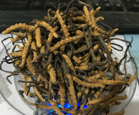 莞城目前虫草回收价格行情