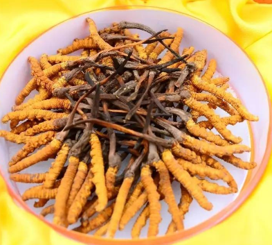 茶山虫草回收一公斤多少钱