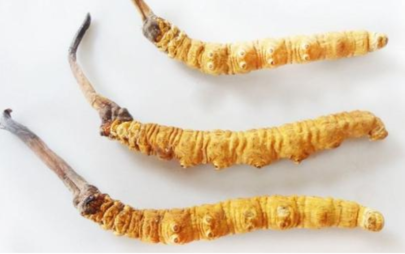 番禺虫草回收商家