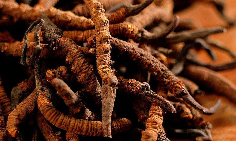 洪梅虫草回收商家