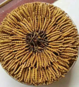 珠海虫草回收商家价格明细