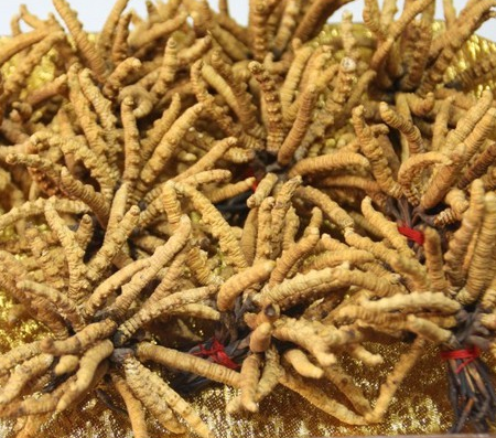 珠海虫草回收商家上门地址