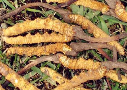 珠海虫草回收价格现金交易