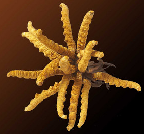 斗门虫草回收店价格多少