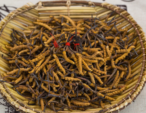 前山目前虫草回收价格高行情