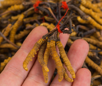 前山同仁堂虫草回收价格一览