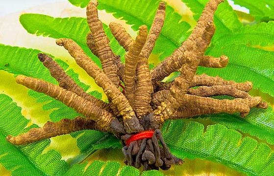 寮步虫草回收市场行情