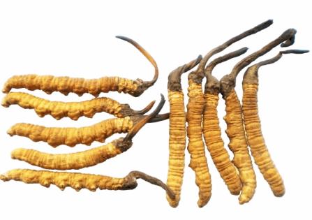 寮步玉树虫草回收价格行情