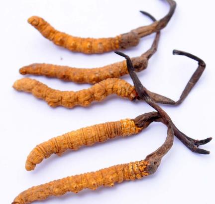 桥头虫草回收多少钱一斤