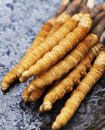 东坑虫草回收市场价格