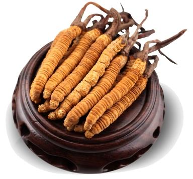 大岭山虫草回收行情