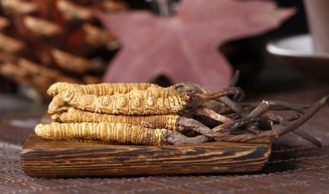 大岭山虫草回收商家
