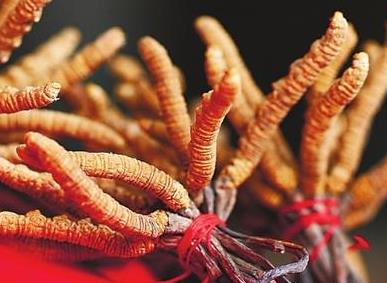 樟木头虫草回收价格行情