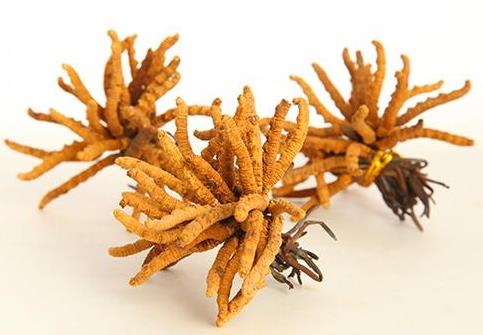 樟木头上门虫草回收价格如何