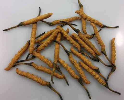 望牛墩虫草回收多少钱一克