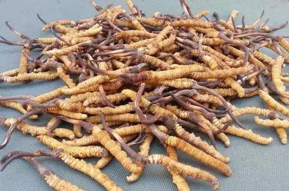 望牛墩虫草回收行情多少钱