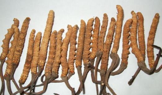 东莞虫草回收价格