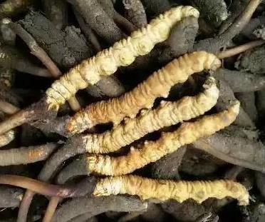 东莞虫草回收一斤多少钱