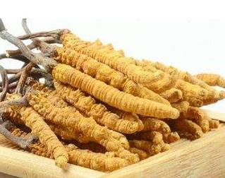 东莞虫草回收行情多少钱