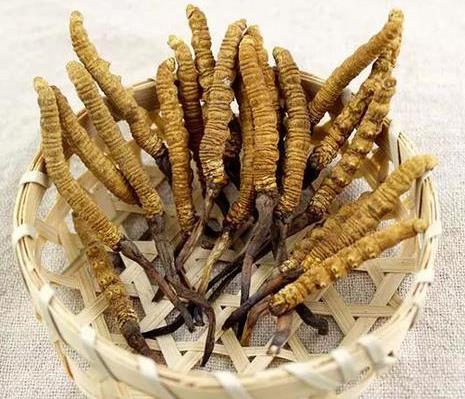 东莞虫草回收规格区分