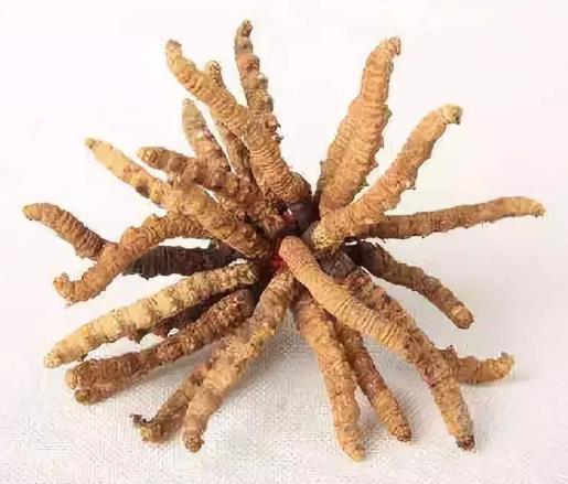 东莞二十四小时上门虫草回收