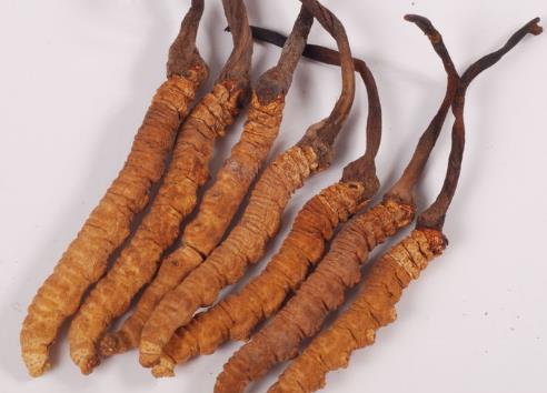 东莞长期虫草回收商家价格如何