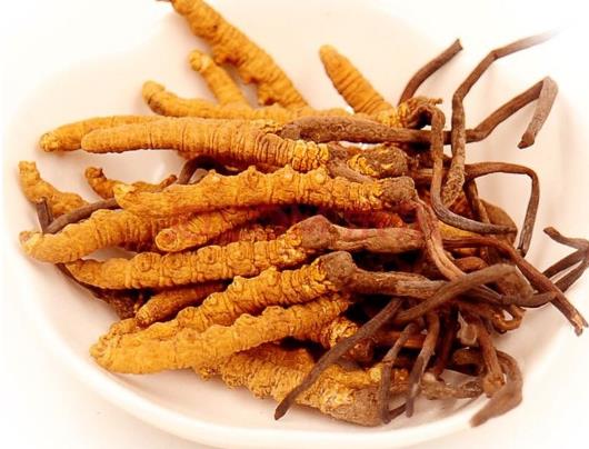 东莞大量虫草回收商家