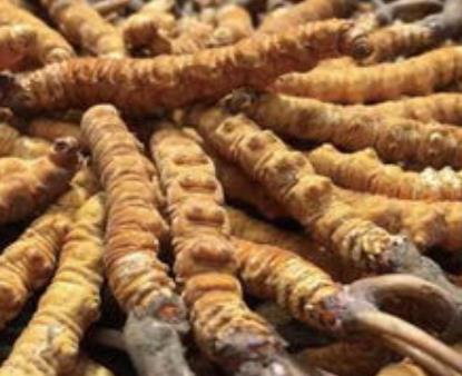 东莞虫草回收一克什么价格