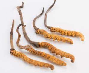 东莞上门虫草回收商家价格