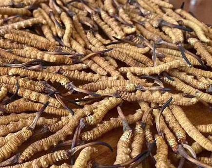 东莞虫草回收规格如何区分