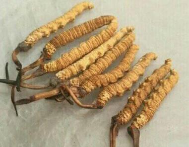 东莞那曲虫草回收市场行情如何