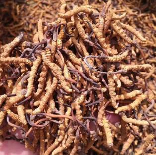 连平虫草回收价格多少钱