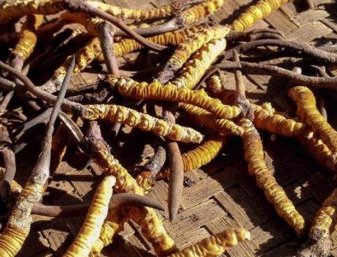 河源虫草回收多少钱一克