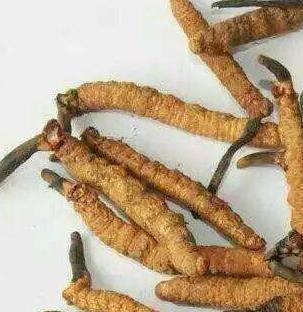 清城预约上门虫草商家价格如何