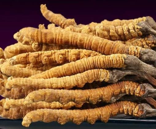 清新专业虫草回收商家报价